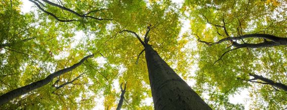 Partenaire d'une croissance durable